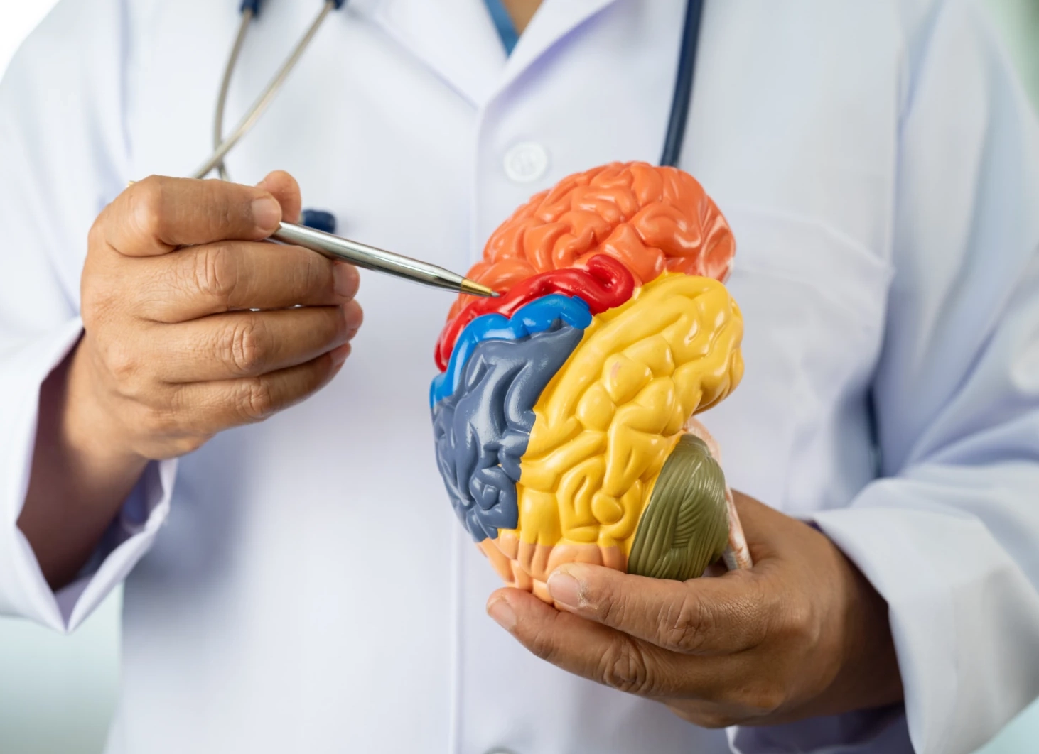 doctor pointing at comprehensive brain model