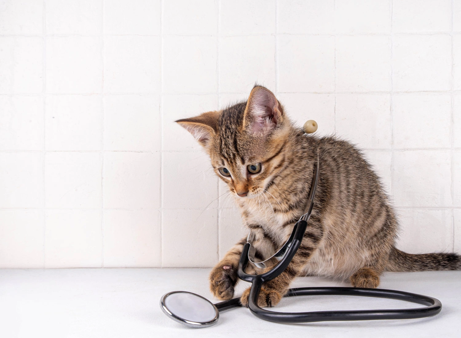 kitten with stethoscope
