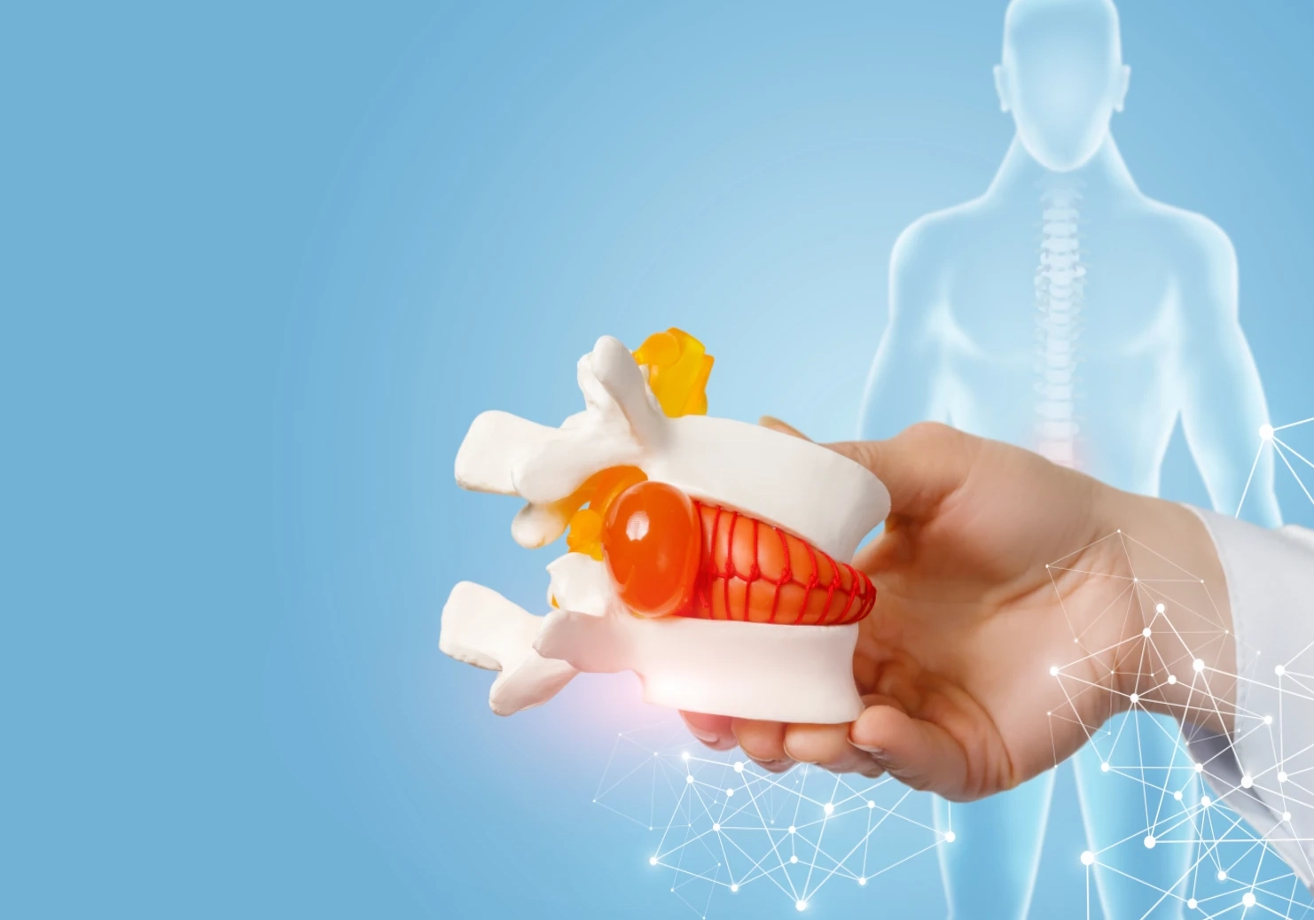 model of vertebrae