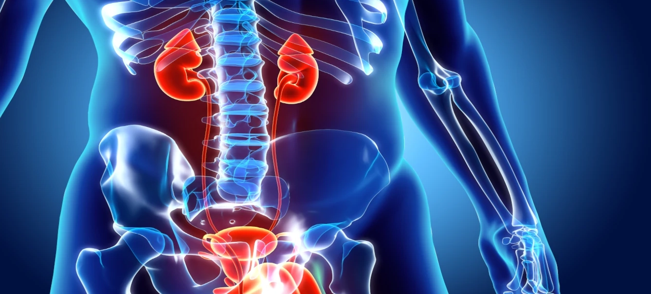 digestive tract