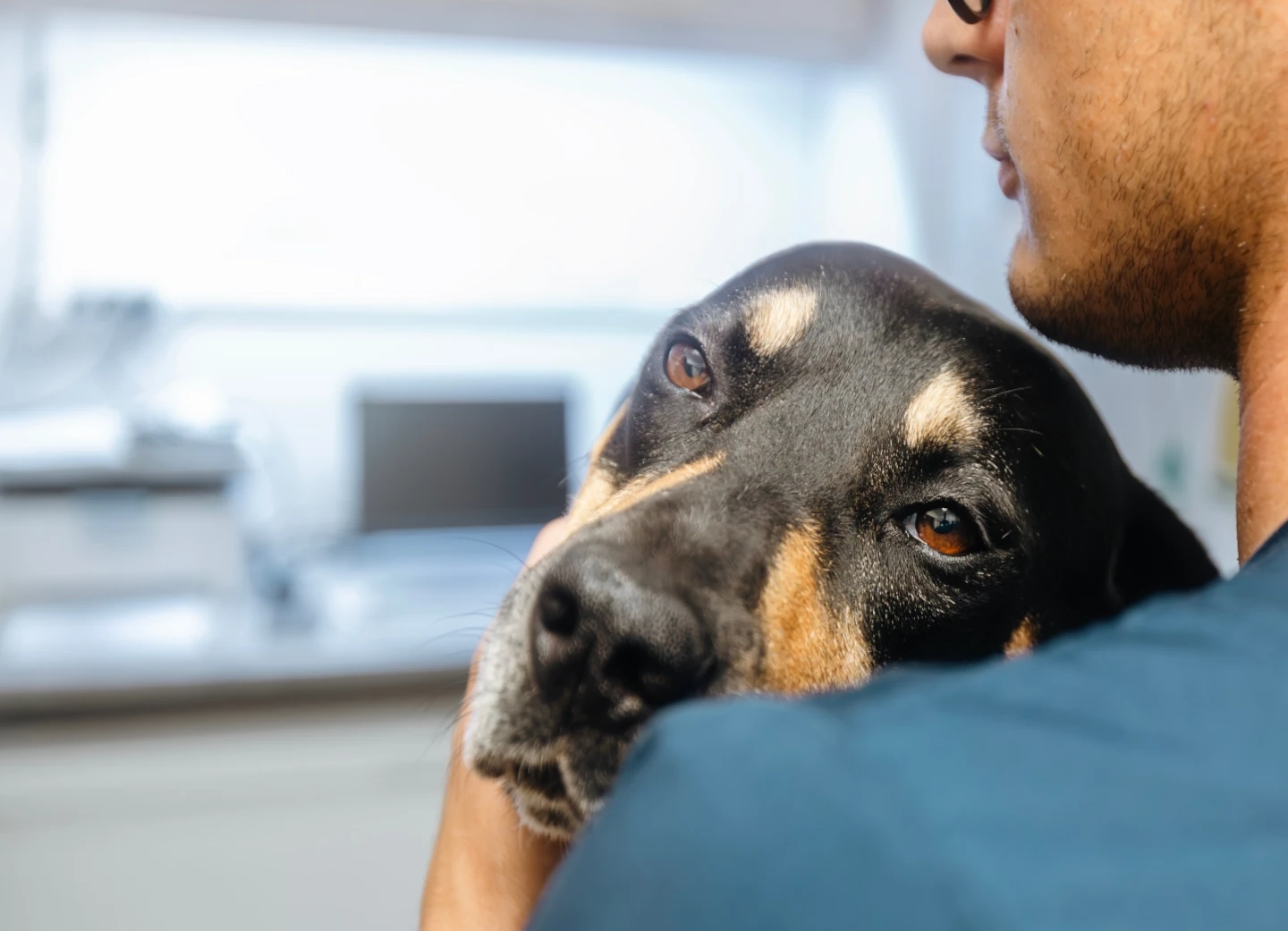 vet with dog